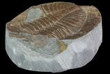 Partial Ogyginus Cordensis - Classic British Trilobite #75921-1
